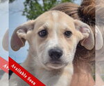 Small Anatolian Shepherd-German Shepherd Dog Mix