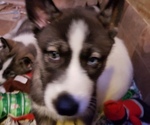 Small Photo #2 Siberian Husky Puppy For Sale in BELOIT, WI, USA