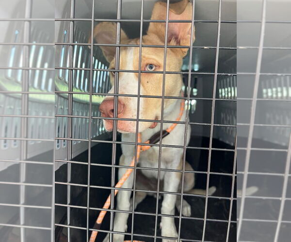 Medium Photo #2 American Pit Bull Terrier-Unknown Mix Puppy For Sale in Bryant, AR, USA