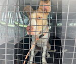 Small #1 American Pit Bull Terrier Mix