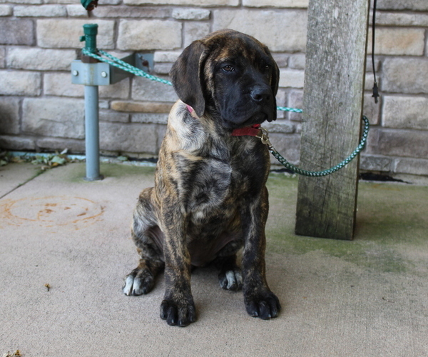 Medium Photo #1 Mastiff Puppy For Sale in MILLERSBURG, OH, USA