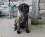 Puppy Puppy 2 Lucy Mastiff