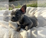 Small Photo #2 French Bulldog Puppy For Sale in CINCINNATI, OH, USA