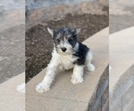 Image preview for Ad Listing. Nickname: Monty