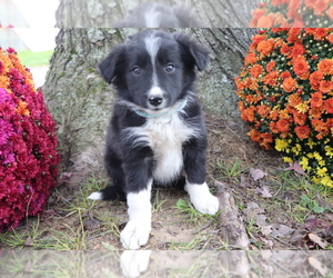 Border Collie Puppy for sale in SHILOH, OH, USA