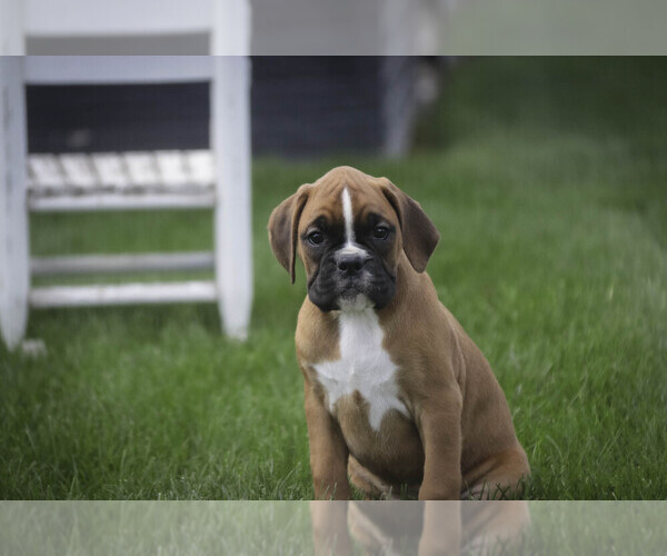 Medium Photo #9 Boxer Puppy For Sale in SHIPSHEWANA, IN, USA