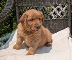 Puppy Hudson Golden Retriever