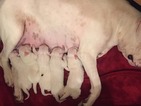 Small Photo #2 Dogo Argentino Puppy For Sale in BRUCE, WI, USA