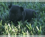 Small Photo #1 French Bulldog Puppy For Sale in OCALA, FL, USA