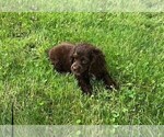 Small Photo #8 Cockapoo Puppy For Sale in CLARE, IL, USA