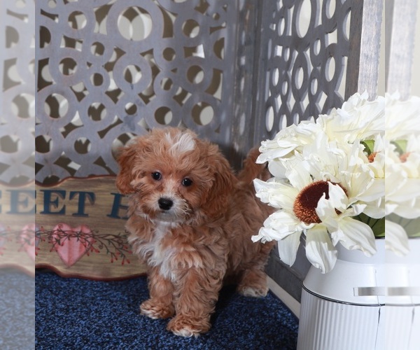Medium Photo #4 Shih-Poo Puppy For Sale in MOUNT VERNON, OH, USA