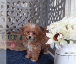 Small #3 Shih-Poo