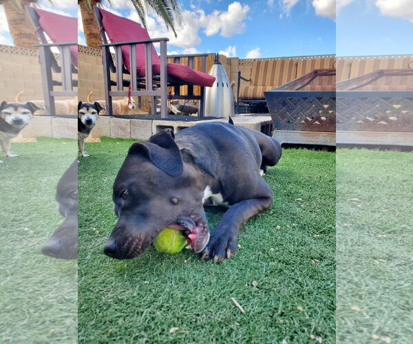 Medium Photo #4 Staffordshire Bull Terrier-Unknown Mix Puppy For Sale in Chandler, AZ, USA