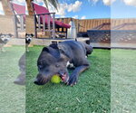 Small Photo #4 Staffordshire Bull Terrier-Unknown Mix Puppy For Sale in Chandler, AZ, USA
