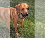 Small #4 German Shepherd Dog-Jack Russell Terrier Mix