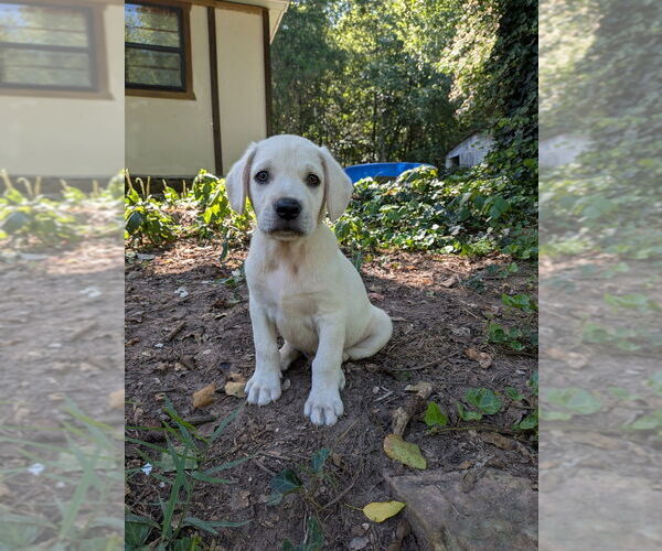 Medium Photo #6 Golden Retriever-Unknown Mix Puppy For Sale in Vail, AZ, USA