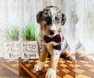 Australian Shepherd Puppy for sale in INDIANAPOLIS, IN, USA