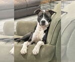 Small #33 American Pit Bull Terrier-Beagle Mix