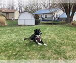 Small #4 Border Collie