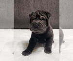 Small Photo #12 Chinese Shar-Pei Puppy For Sale in SHAWNEE, OK, USA