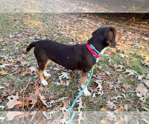 Medium Photo #5 Beagle Puppy For Sale in Dunnellon, FL, USA