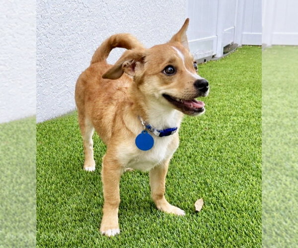 Medium Photo #3 ShiChi Puppy For Sale in Royal Palm Beach, FL, USA