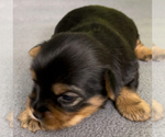 Small #4 Yorkshire Terrier