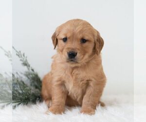 Golden Retriever Puppy for sale in NEWPORT, PA, USA