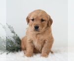 Small Photo #1 Golden Retriever Puppy For Sale in NEWPORT, PA, USA