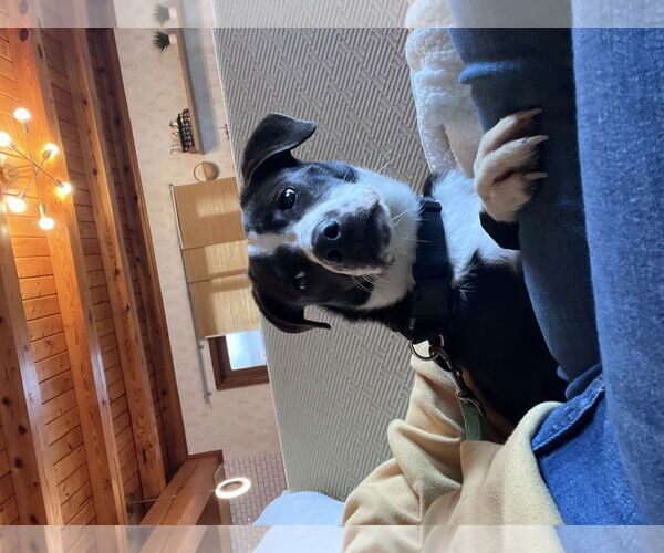 Medium Photo #3 Labrador Retriever-Unknown Mix Puppy For Sale in Holly Springs, NC, USA