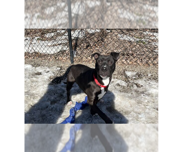 Medium Photo #7 Mutt Puppy For Sale in Elmsford, NY, USA