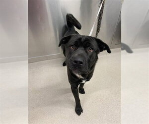 Mastador Dogs for adoption in Fairbanks, AK, USA