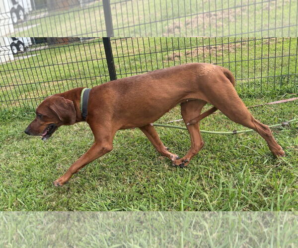 Medium Photo #4 Coonhound Puppy For Sale in Virginia Beach, VA, USA