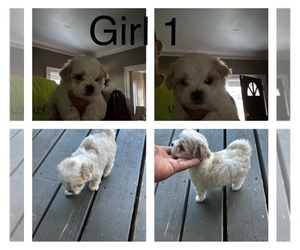 Maltipoo Puppy for sale in EVERETT, WA, USA