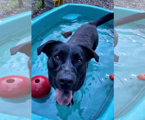 Medium Photo #13 Labrador Retriever-Unknown Mix Puppy For Sale in Rockaway, NJ, USA