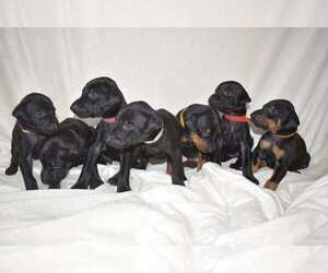 Doberman Pinscher Puppy for sale in GREELEY, CO, USA