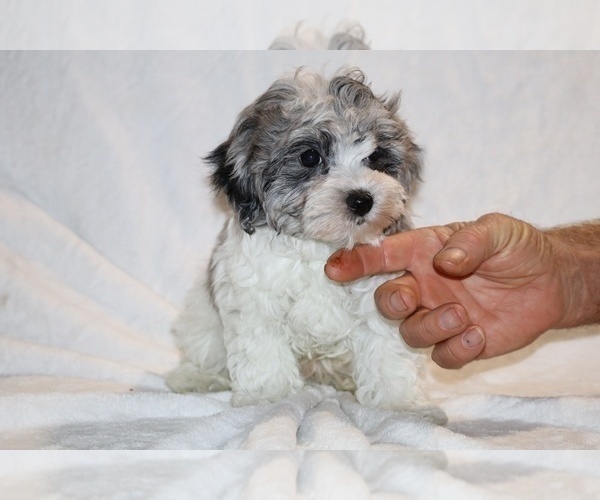 Medium Photo #24 ShihPoo Puppy For Sale in DYERSBURG, TN, USA
