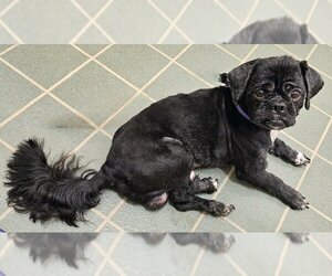 Pug-Shih Tzu Mix Dogs for adoption in Olalla, WA, USA