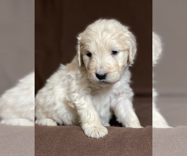 Medium Photo #4 Goldendoodle Puppy For Sale in MORGANTOWN, IN, USA