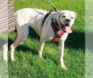 Alfa - Female Boxer Dog for Adoption - Photo #5