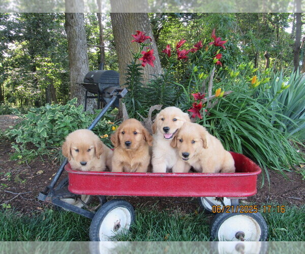 Medium Photo #5 Golden Retriever Puppy For Sale in SINGERS GLEN, VA, USA