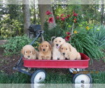 Small #4 Golden Retriever