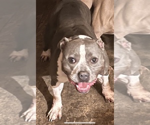 Mother of the American Bully puppies born on 02/13/2023