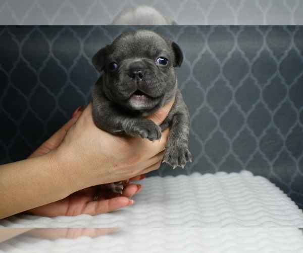 Medium Photo #3 French Bulldog Puppy For Sale in GRAHAM, WA, USA