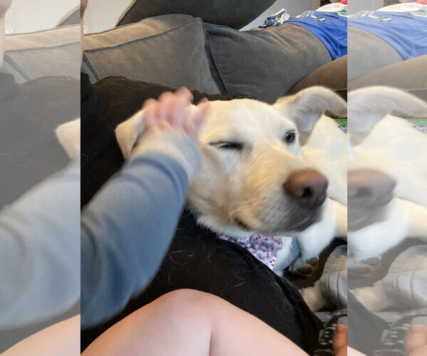 Medium Photo #6 Labrador Retriever-Unknown Mix Puppy For Sale in Garner, NC, USA