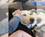 Small #5 Labrador Retriever Mix