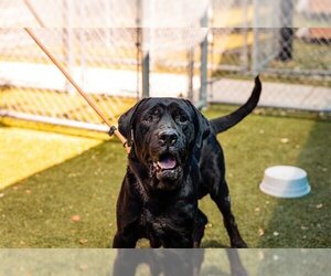 Mastador Dogs for adoption in Orlando, FL, USA