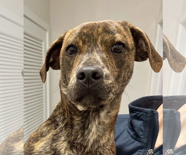 Medium Photo #4 Mountain Cur-Unknown Mix Puppy For Sale in Jefferson, NJ, USA