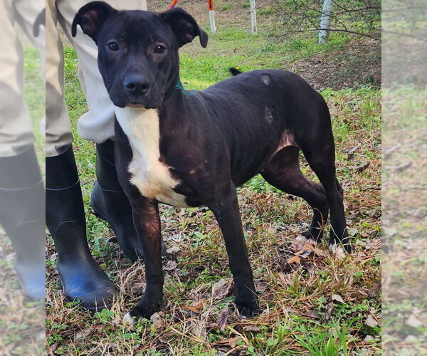 Medium Photo #3 American Pit Bull Terrier-Unknown Mix Puppy For Sale in Wetumpka, AL, USA