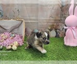 Small #8 Catahoula Leopard Dog